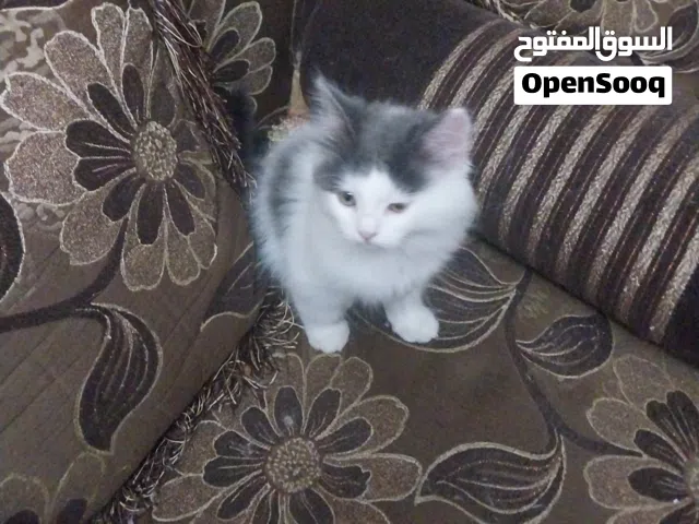قط شيرازي بيور