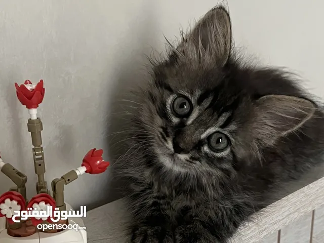 قطط للتبني مجانًا