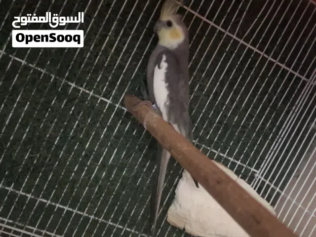 كوكتيل للبيع اقرى الوصف