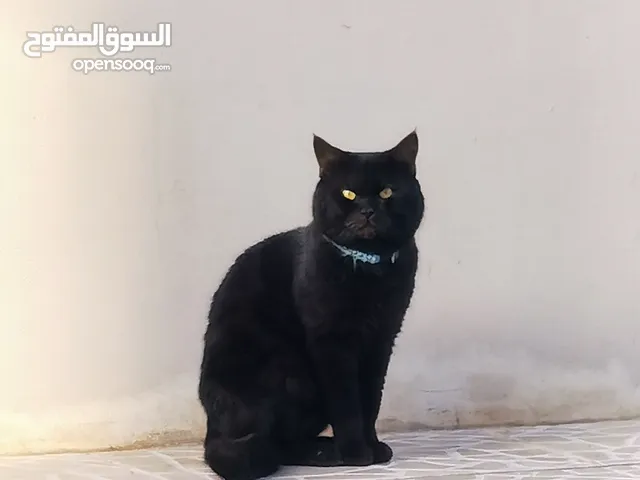 للبيع قط شيرازي ذكر