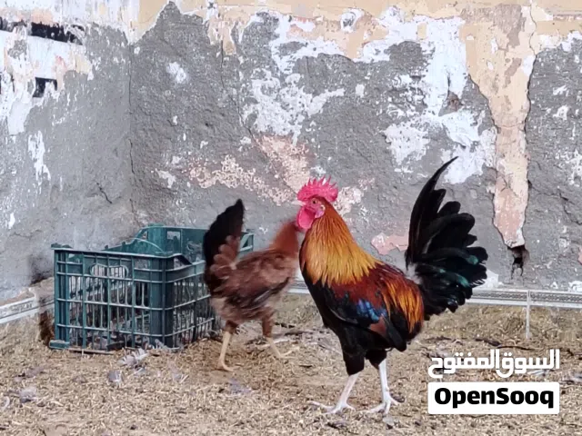 سلام عليكم مطلوب مطلوب طليان فحله بسعر مناسب او صخول حلوات كون من ابو الخصيب العنده يراسلني