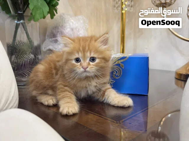 Kittens for sale