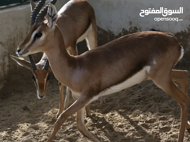 غزال ديماني ذكر للبيع مع التصريح – بصحة ممتازة – 200 ريال عماني قابل للتفاوض