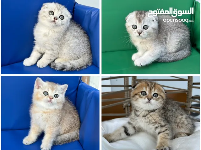 تبارك الله اكثر من 15 قط سكوتش فولد جميع الالوان والمستويات ( الاسعار من 60 الى 150 )