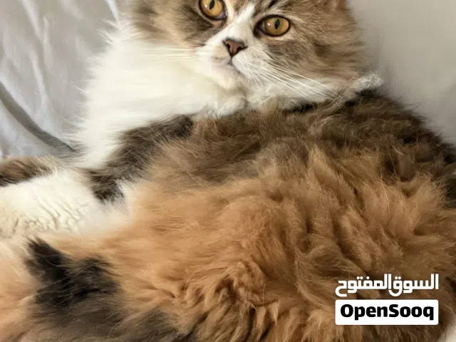 للتبني قطه
