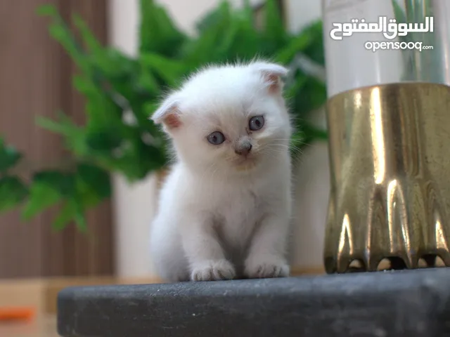 Female Scottish Fold