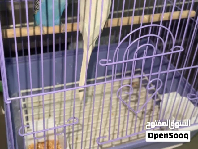 للبيع طيور حب