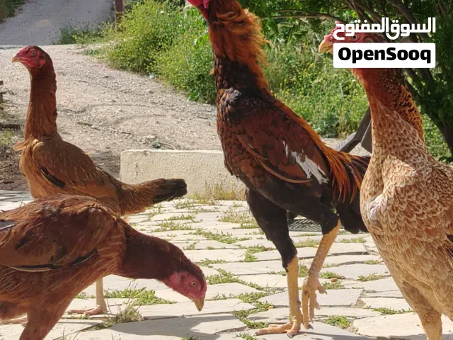 بسم الله لا قوة إلا بالله متاح بيض باكستاني خط اول مكفول نسبة تخصيب 90 بالميه ان شاء الله