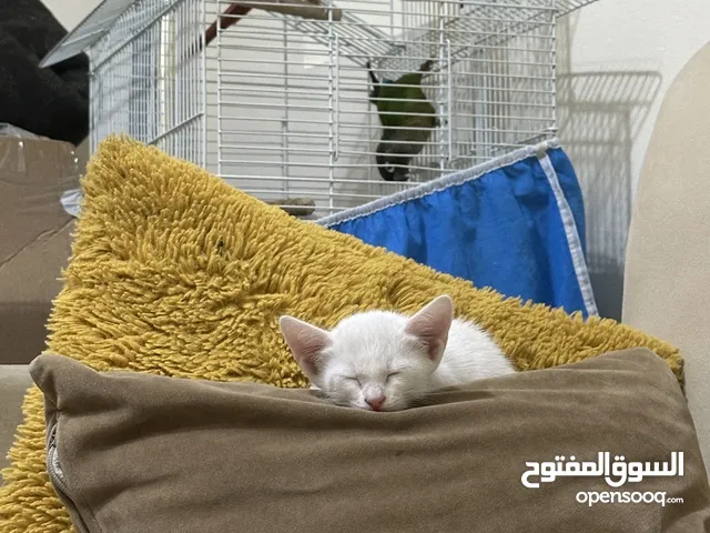 جوز كنيور جاهز للانتاج