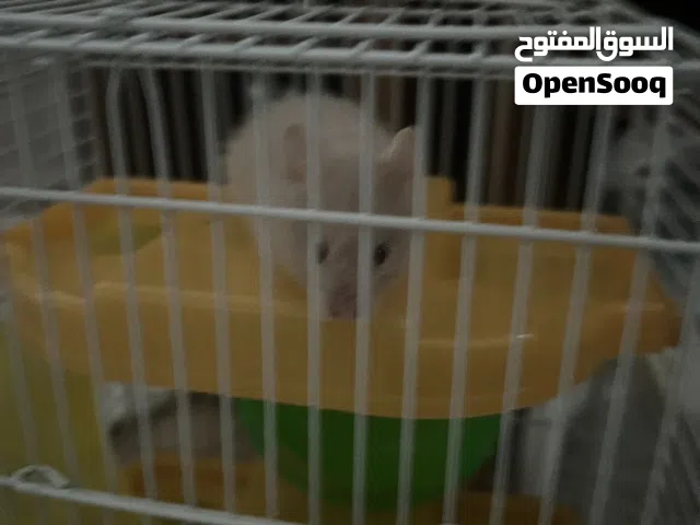 هامستر لطيف و لعوب للبيع