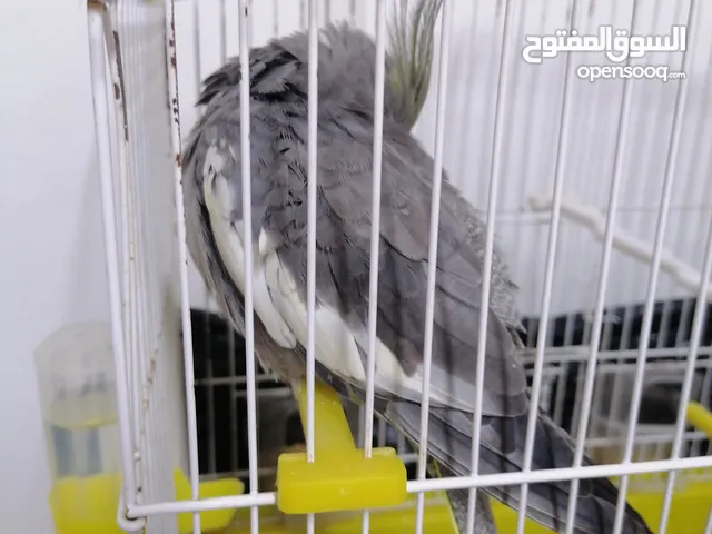 مطلوب فحل كوكتيل بصحه منيحه بسعر طري