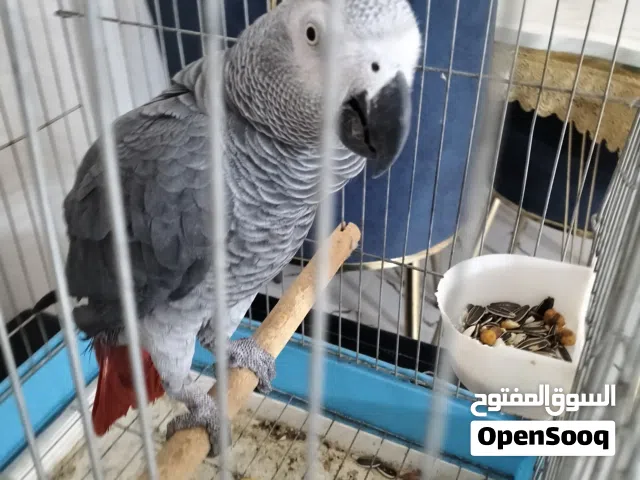 كاسكو متكلم