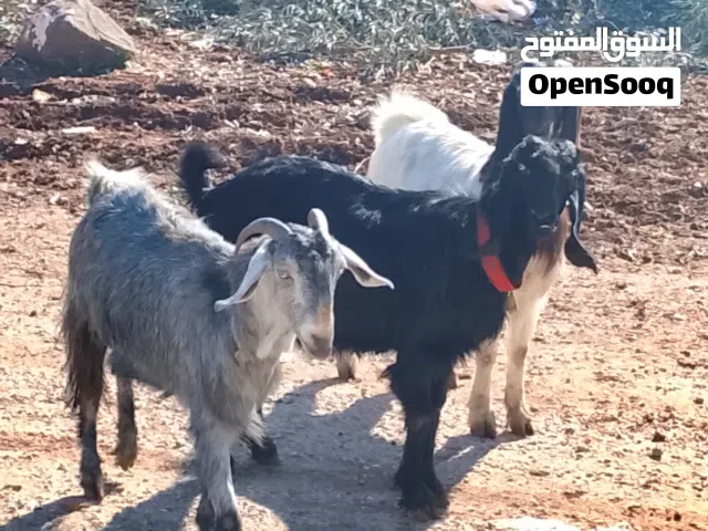 ماعز للبيع صحه بالصلاه على النبي