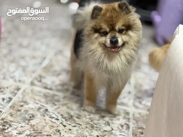 Pomeranian One male and one female both aged 3 years