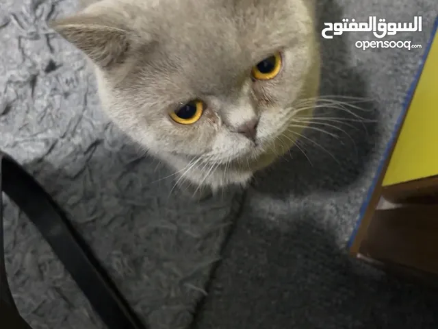قطة بربتش للبيع مع كامل اغراضها