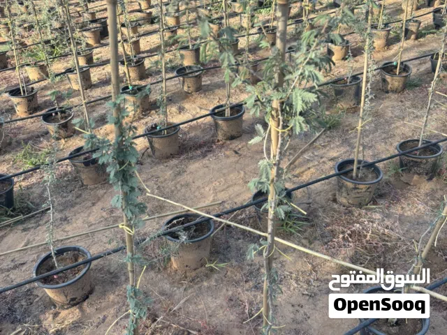 Ghaf for sale on best price whole sale