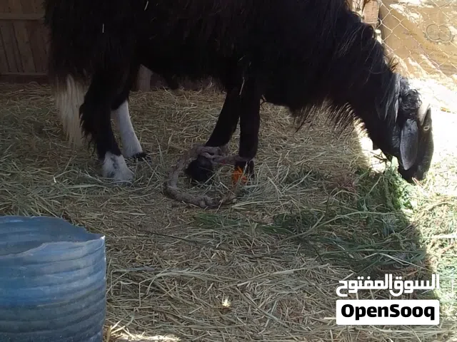 كبش نجدي للبيع