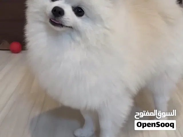 كلب بومرينيان ابيض مع بيج