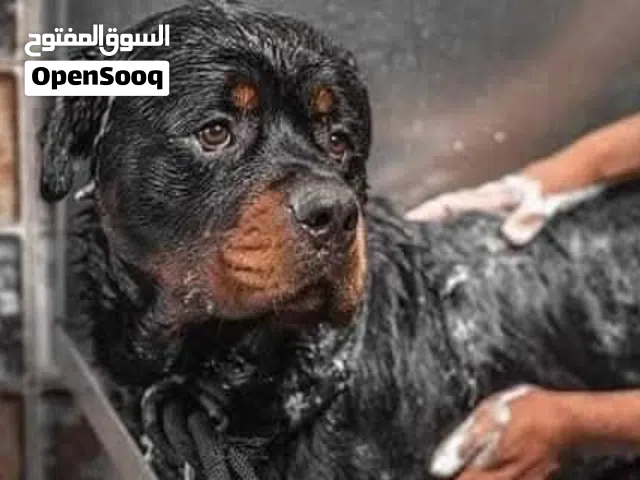 حــــــــمم كلبك الآن