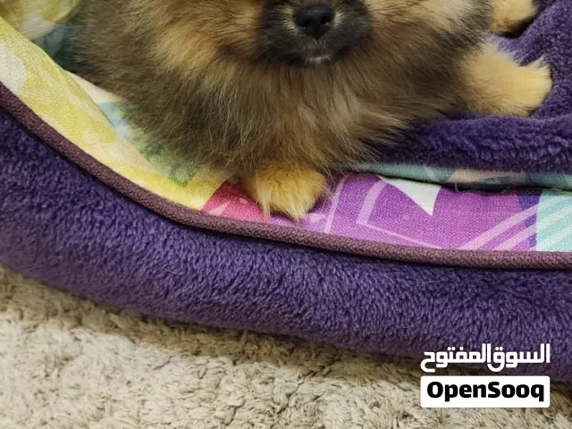 كلب بومرينيان انثى و ذكر حجم ميني صغير شعر كثيف مع جواز و تطعيمات و اكل مطلوب 4000 موقع عجمان