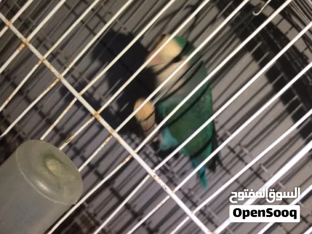 بركادلو كوبيا