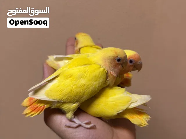 للبيع فروخ لاف بيرد نهاية غر