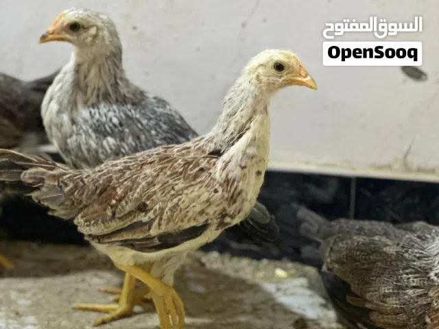 متاح دجاج كويتي بي دندراوي بي كحالي بي شمسي