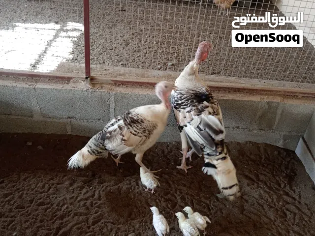 دجاج رومي محلي