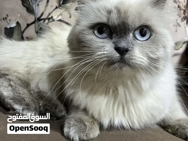 قطة انثى هملايا بصحة جيدة - و أرجل قصيرة - و لون مميز - غير معقمة و أليفة جداً