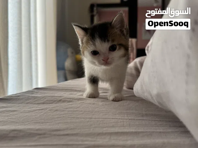 قطط صغيرة للبيع