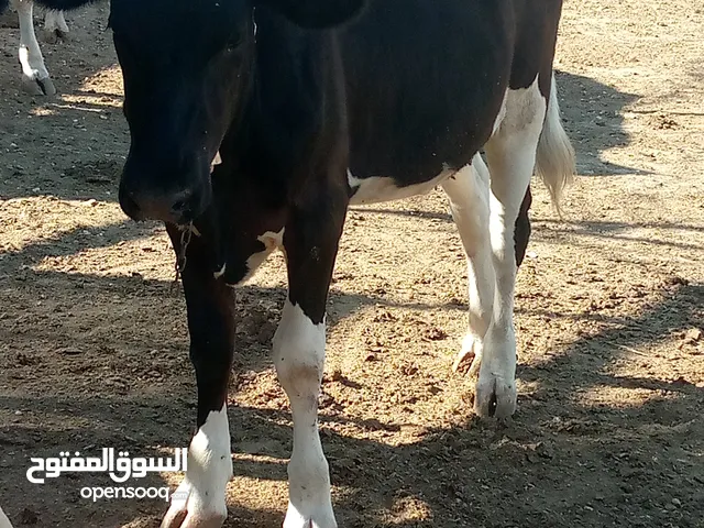 عجله عمره 10شهور