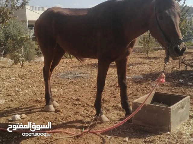 فرس للبيع نخب