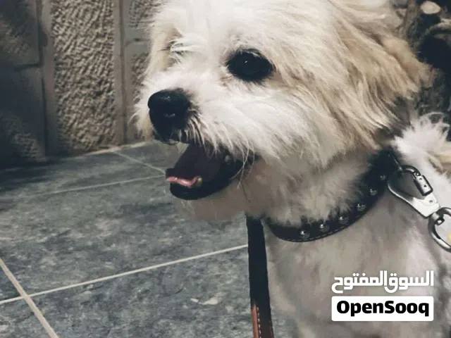 كلب للبيع بسعر رمزي