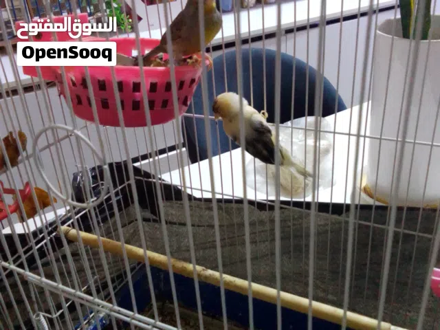 بيع او   امراوس با زوج بلابل   بيع زوج كناري فول للبيع او امراوس