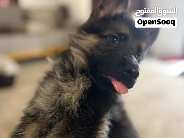 جرو جيرمن شيبرد بيور