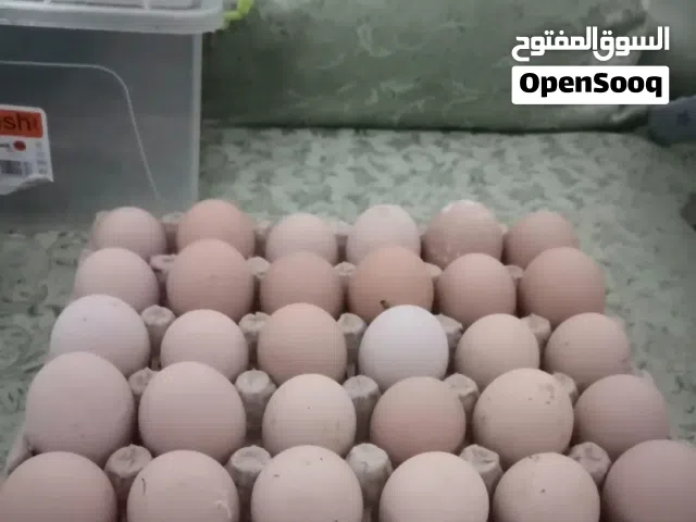 متوفر بيض دجاج برهما عملاق للون ربي يبارك تخصب مطمون