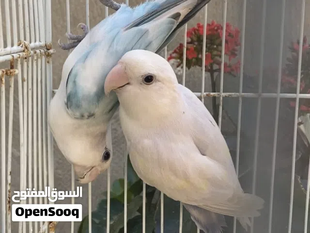 كوبيه بركديلو ربي يبارك