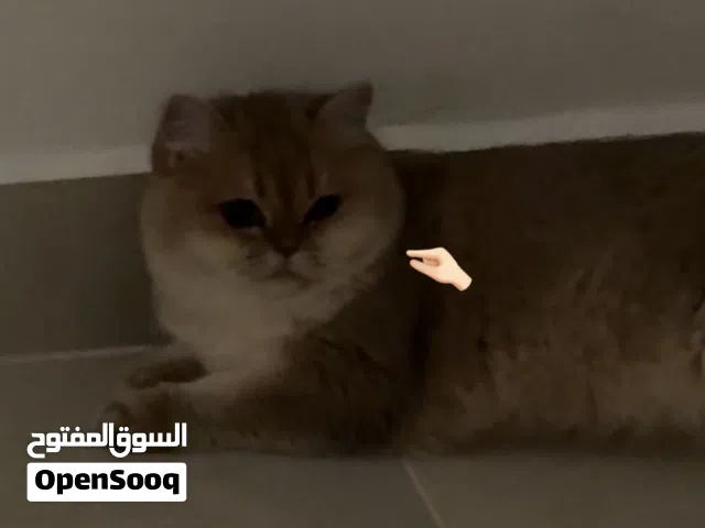 للبيع برتش بيور