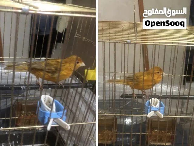 كنار ماوردي زي النار