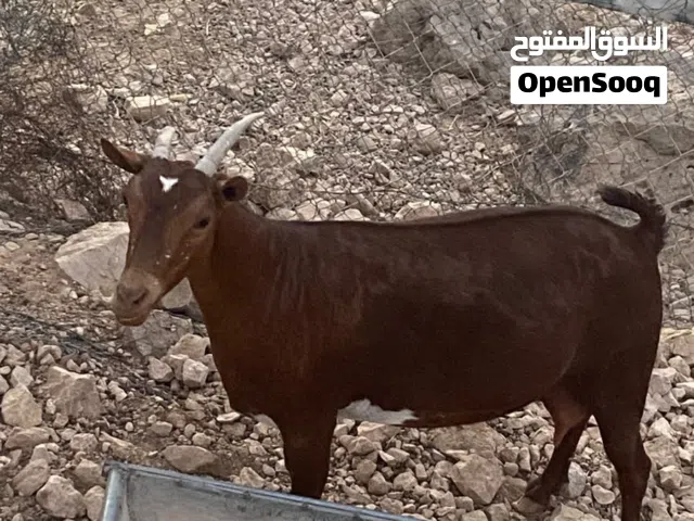 للبيع شاااه من الحلال الصلالي لون دبسي صغيرت سن ووثاني ولده الحين