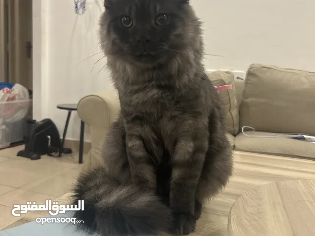 للتبني ماين كون مهجن