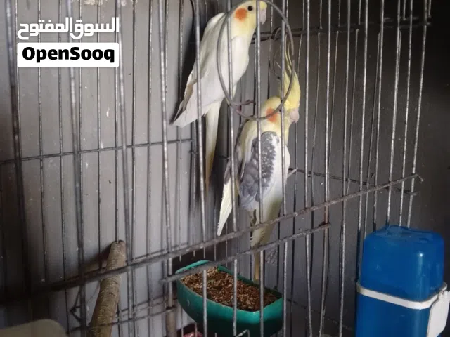 عصافير كوكتيل