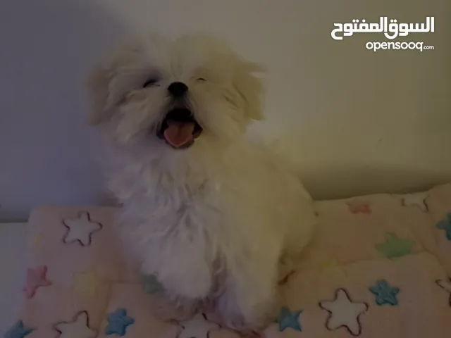 للبيع جرو مالتيبو مستورده Maltipoo puppy