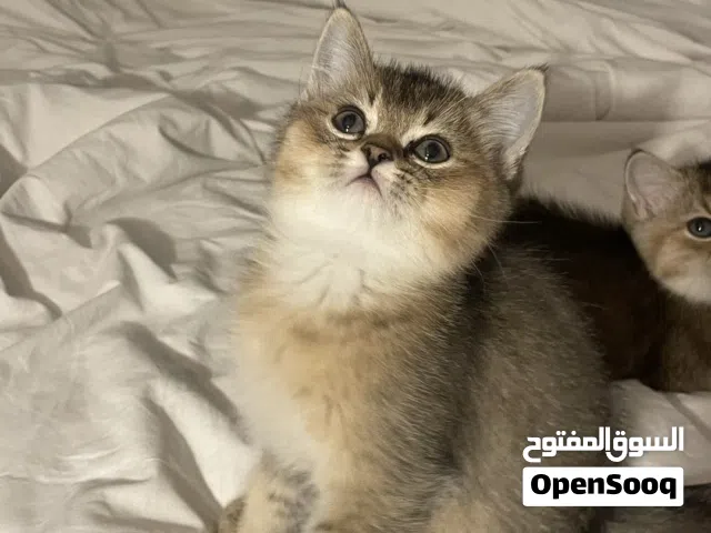 ( قطط كتن )