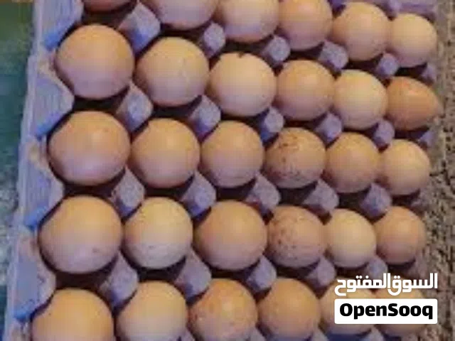 بيض براهمي مستوى نخب