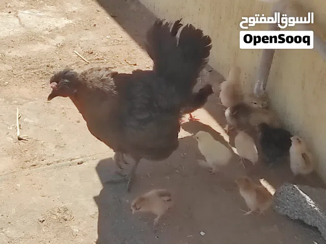 دجاج وفلليس