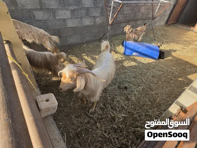 تيس جامودي أصيل يصلح فحل او ذبح