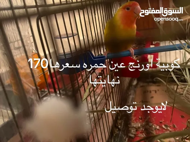 مشالله تبارك الله