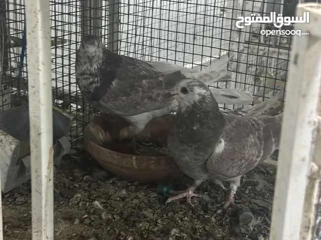 لاحم الوزان