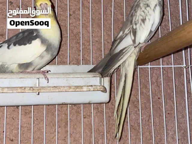 كوبيه مصوقره بي الضمان